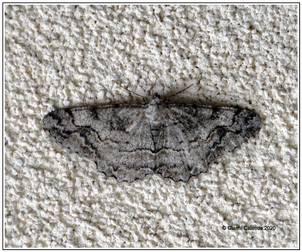 Una conferma Alcis repandata Geometridae? S